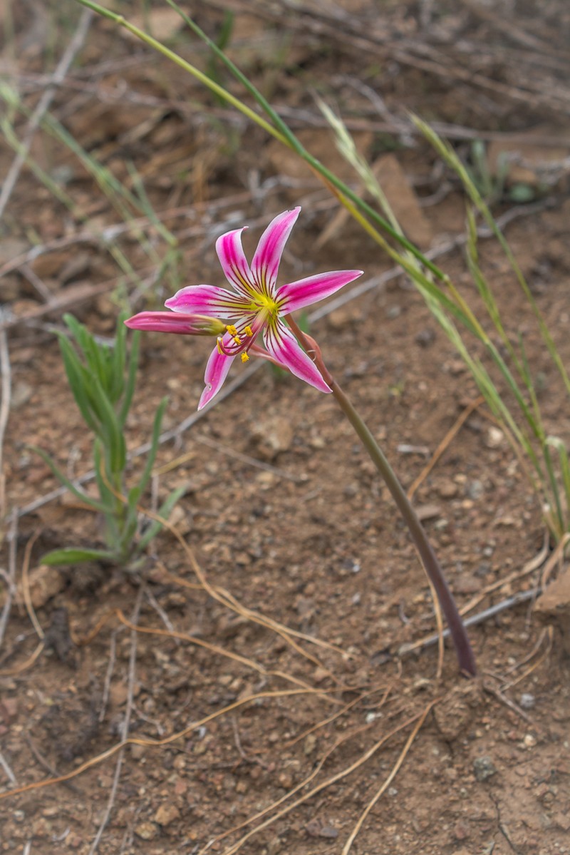 Phycella davidii photo 3