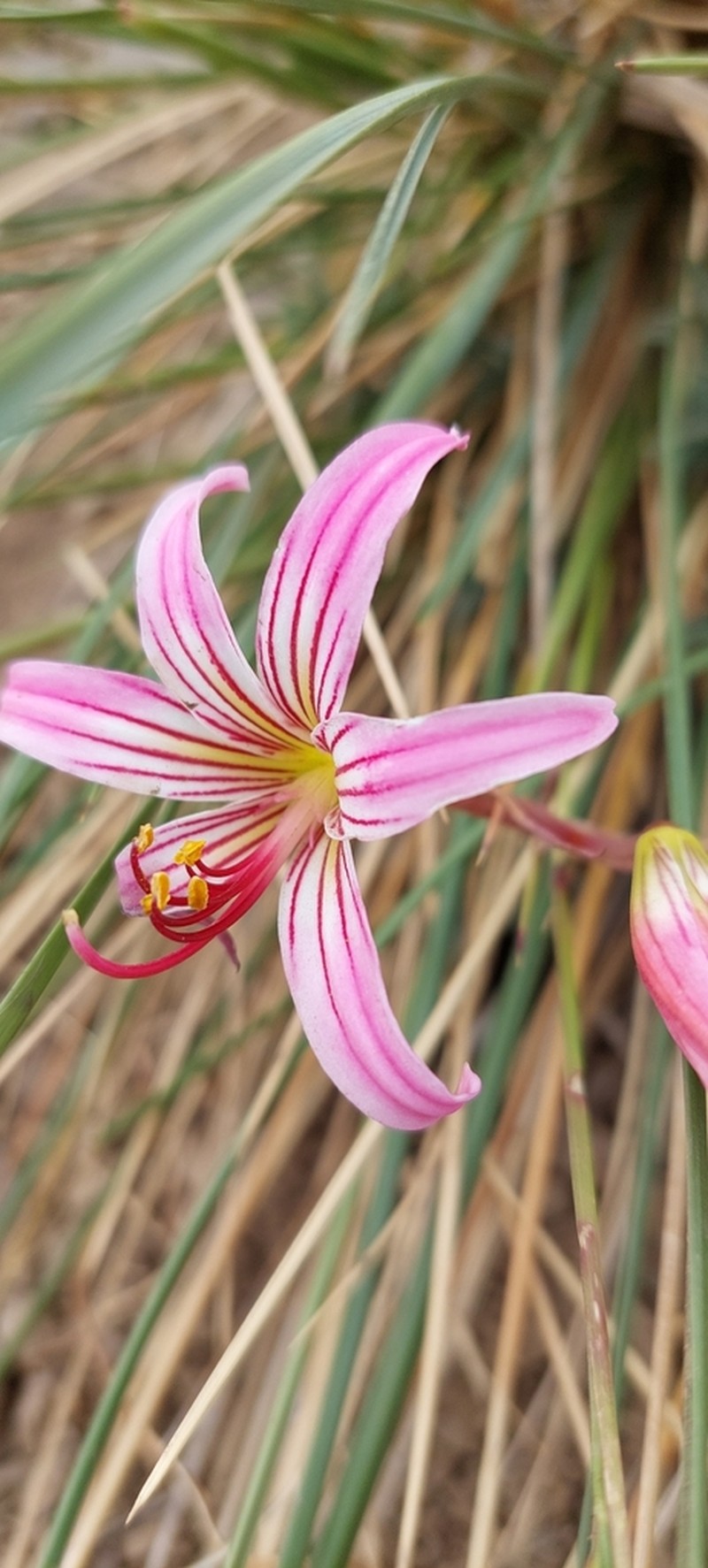 Phycella davidii photo 4