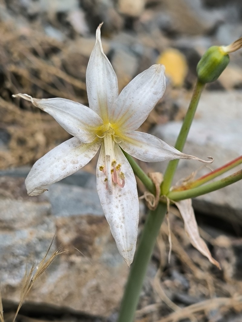 Phycella davidii photo 5