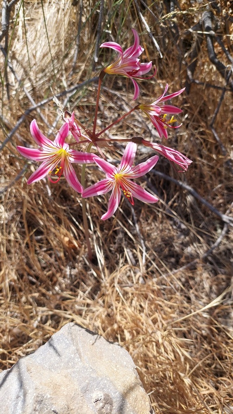 Phycella davidii photo 8