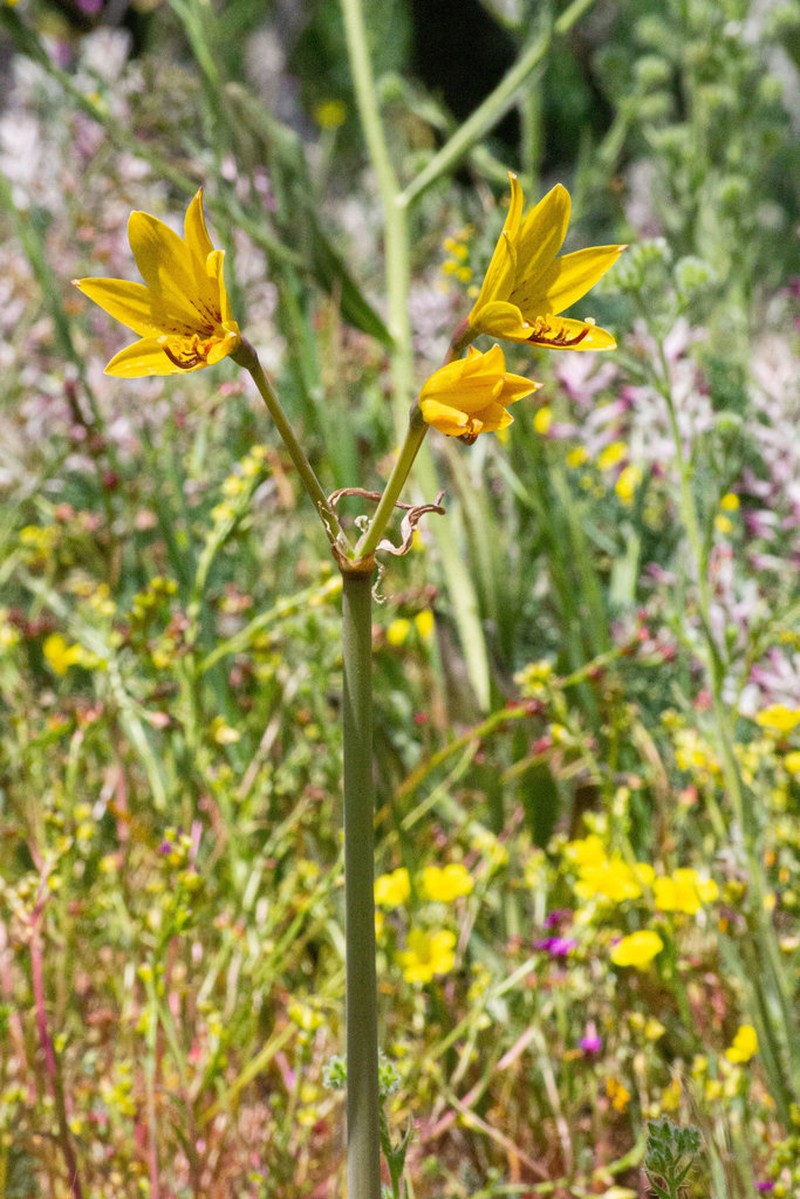 Phycella lutea