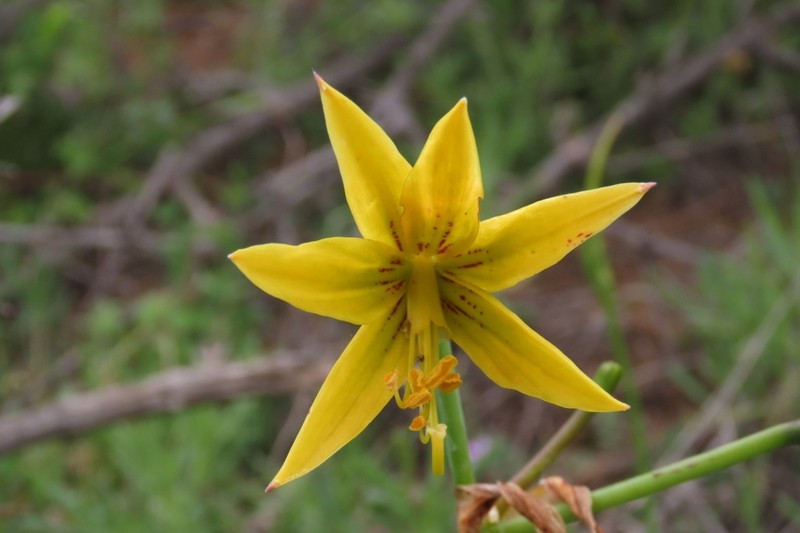 Phycella lutea photo 3