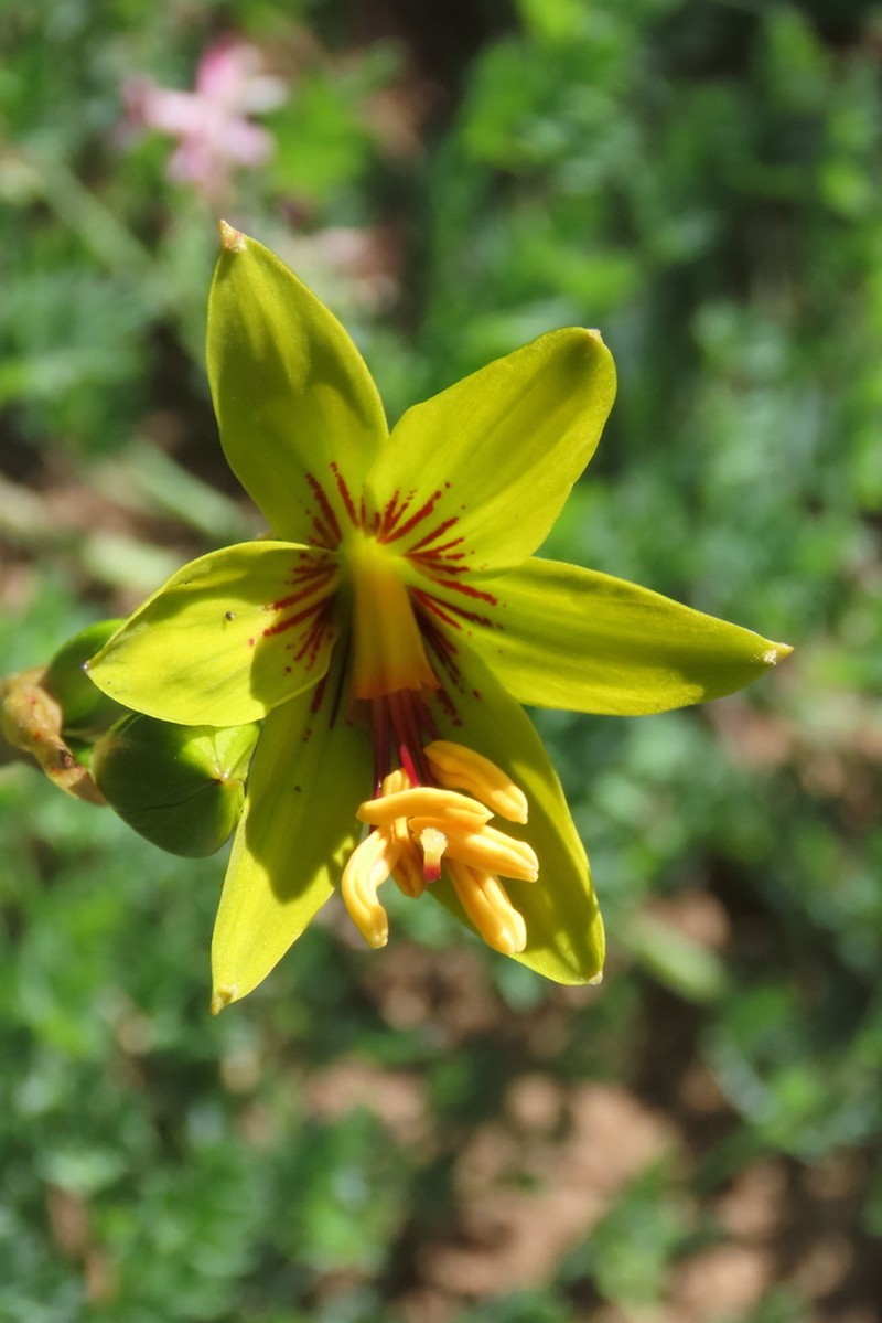 Phycella lutea photo 4