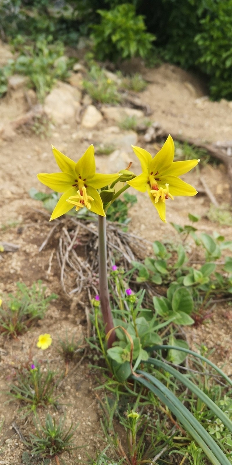 Phycella lutea photo 5