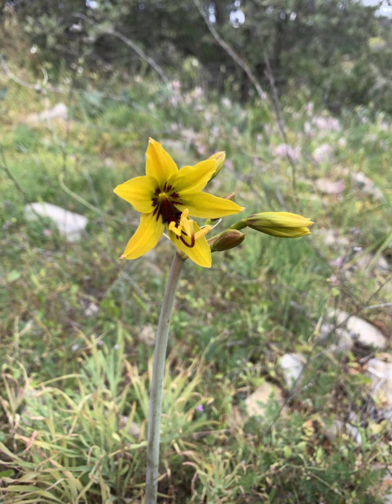 Phycella lutea photo 6
