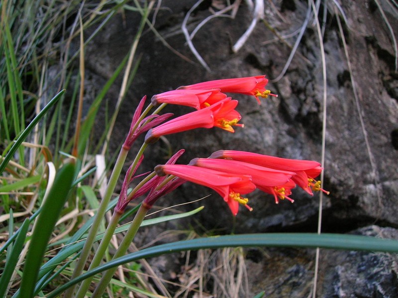 Phycella maulensis photo 4
