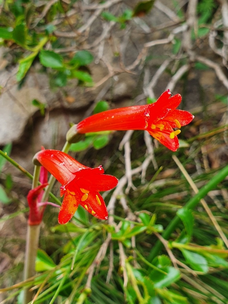 Phycella maulensis photo 5