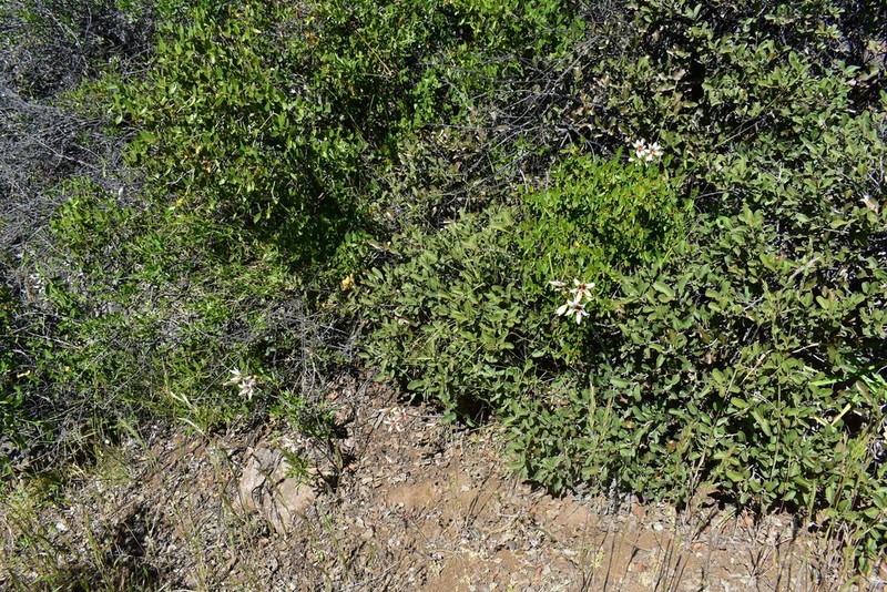 Phycella ornata photo 5