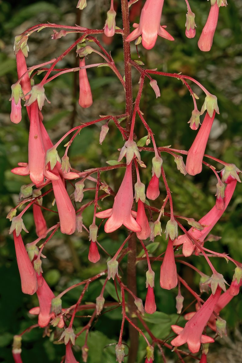 Cape-Fuchsia