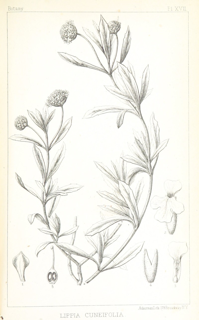 Wedgeleaf