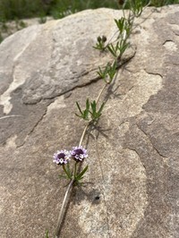 Wedgeleaf