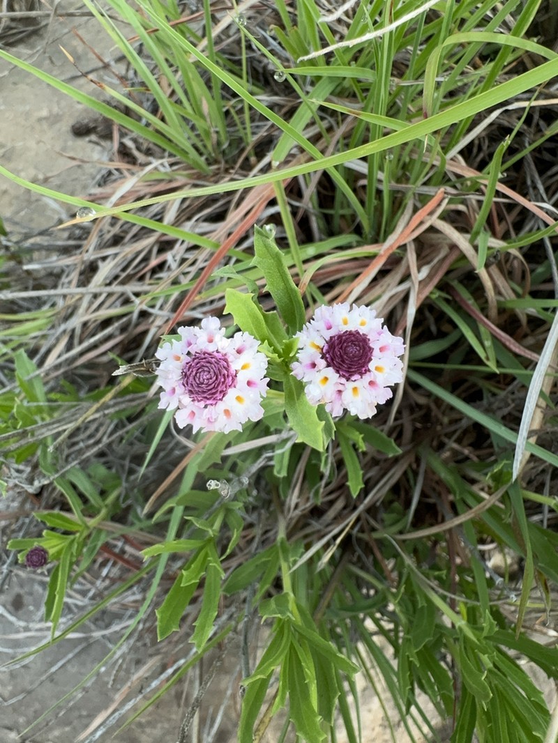 Wedgeleaf photo 7