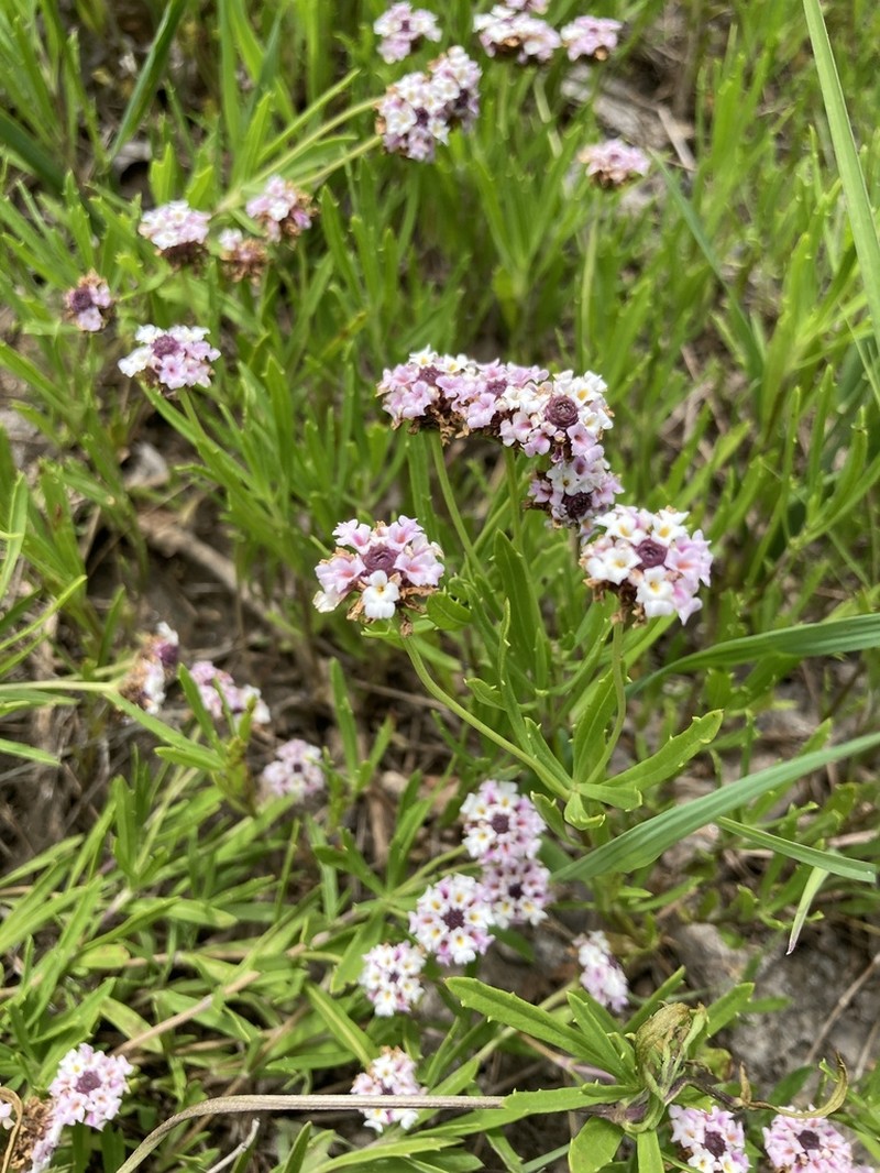 Wedgeleaf photo 8