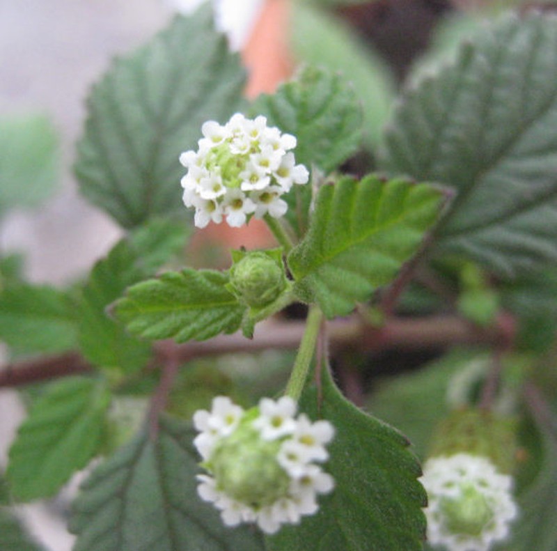 Honeyherb