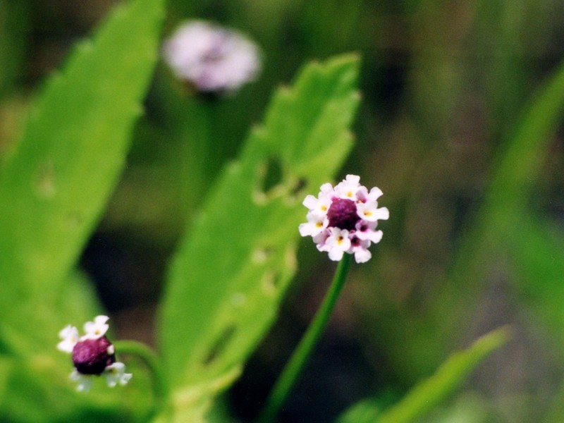 Lanceleaf Fogfruit