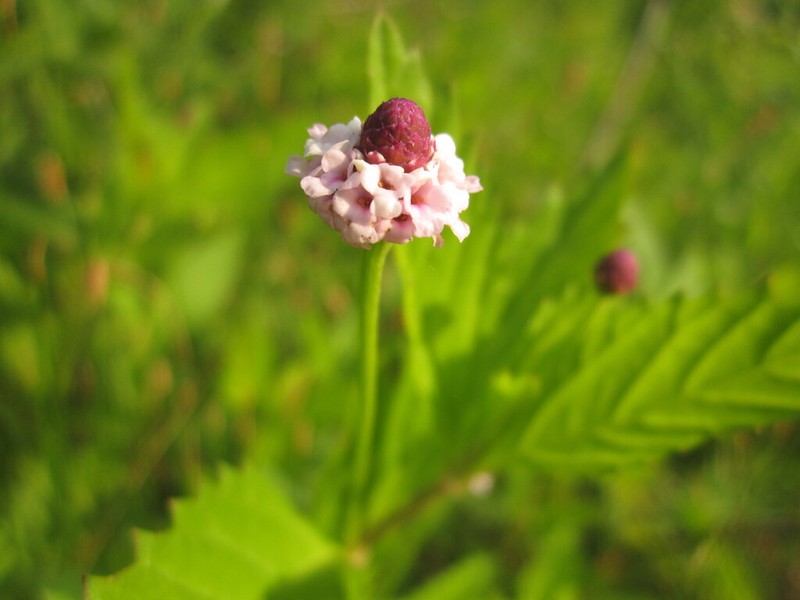 Lanceleaf Fogfruit photo 7