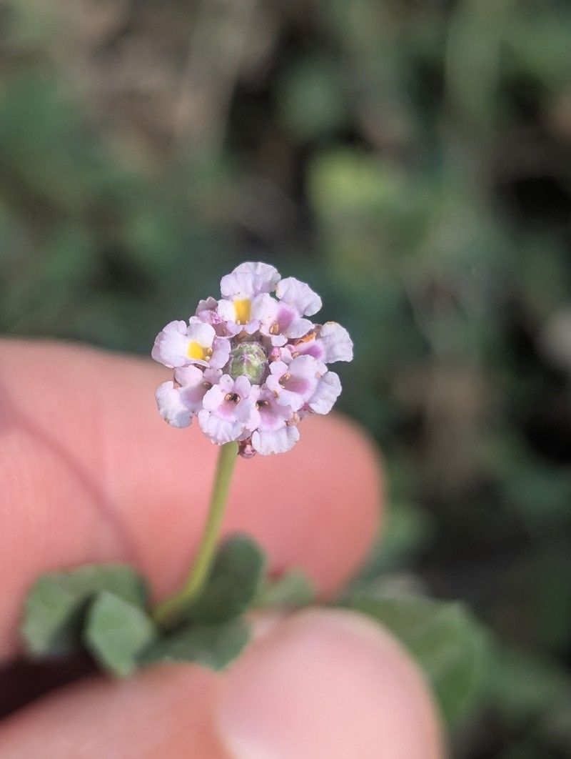Phyla nodiflora var. nodiflora