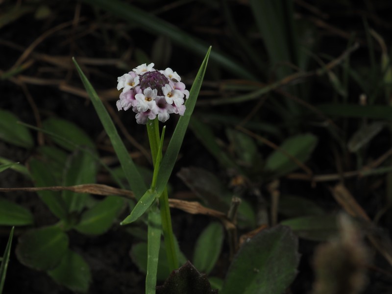 Phyla nodiflora var. nodiflora photo 2