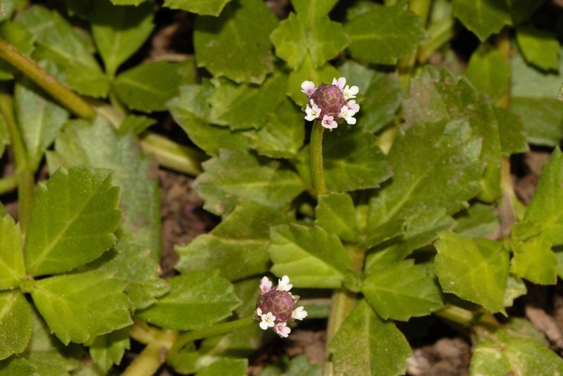 Phyla nodiflora var. nodiflora photo 4