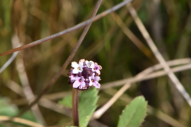 Phyla nodiflora var. nodiflora photo 5