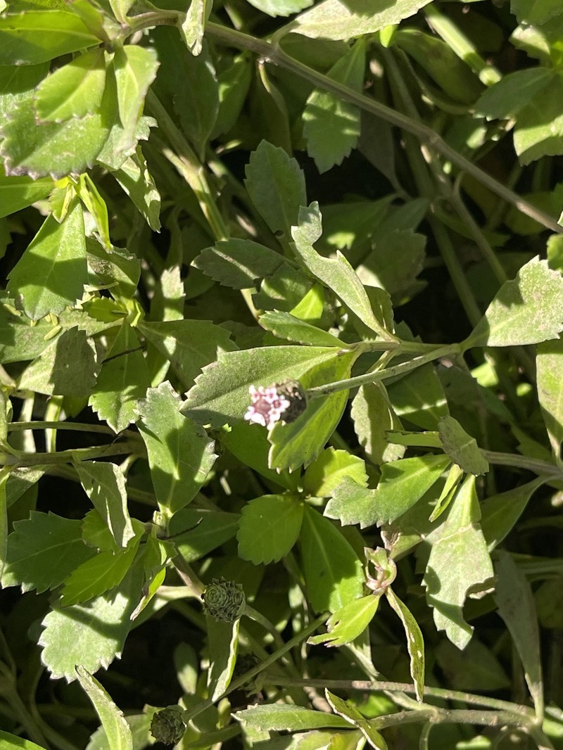 Phyla nodiflora var. nodiflora photo 6