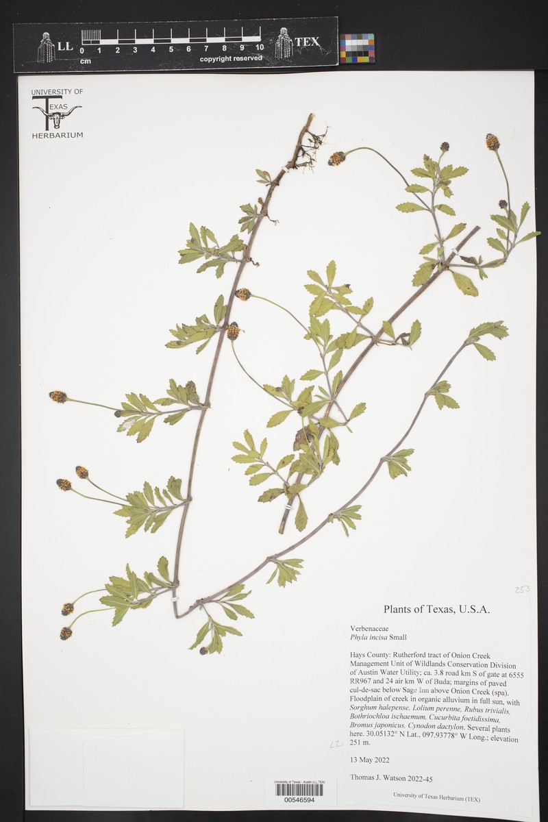 Phyla nodiflora var. nodiflora photo 8