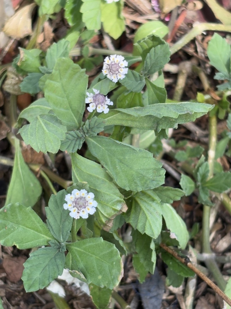 Diamondleaf Fogfruit
