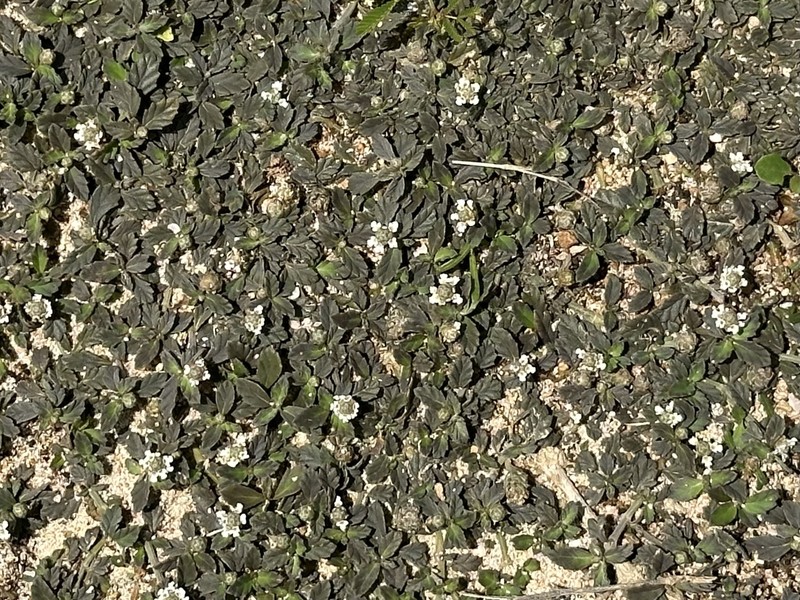 Diamondleaf Fogfruit photo 4