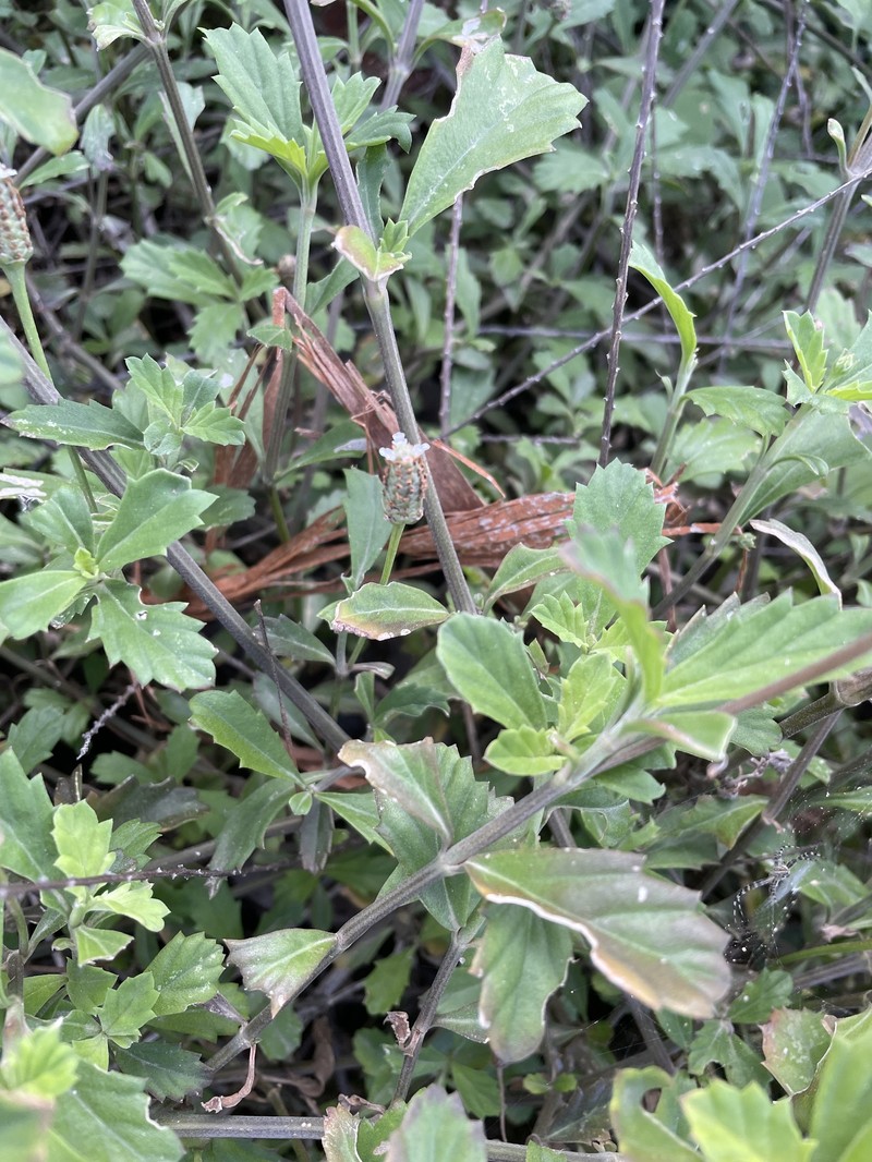 Diamondleaf Fogfruit photo 6