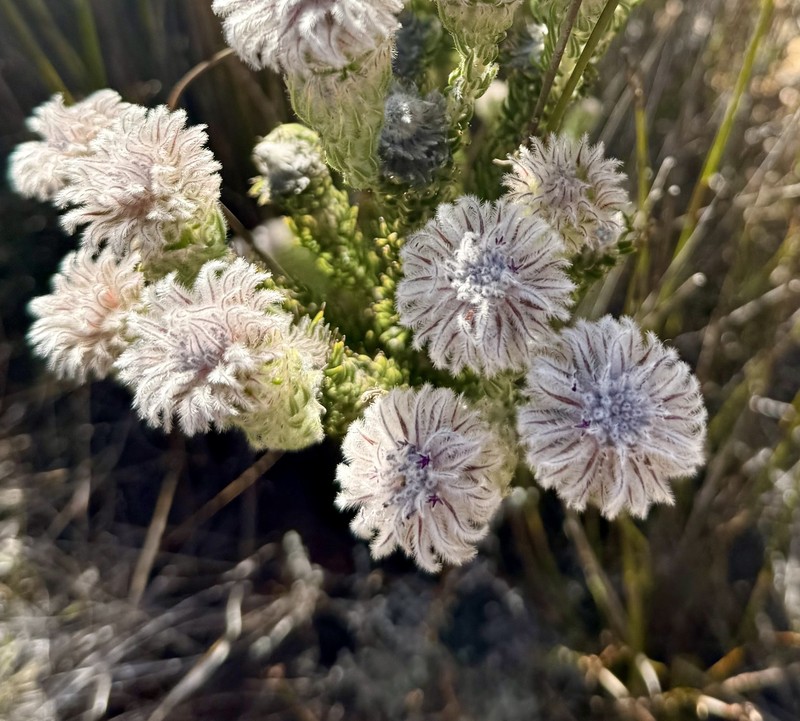 Phylica aemula var. aemula