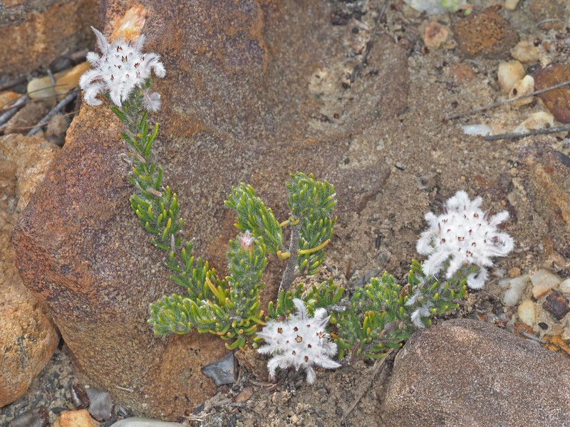 Phylica aemula var. aemula photo 2