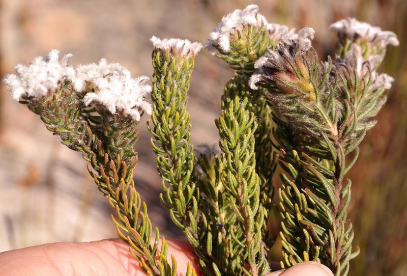 Phylica aemula var. aemula photo 3