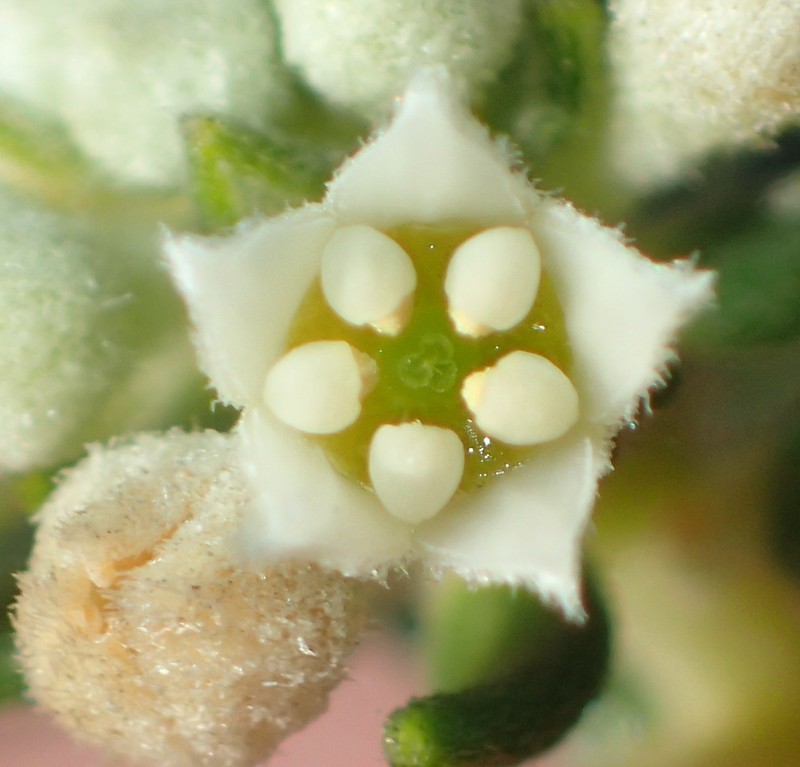 Phylica axillaris var. axillaris