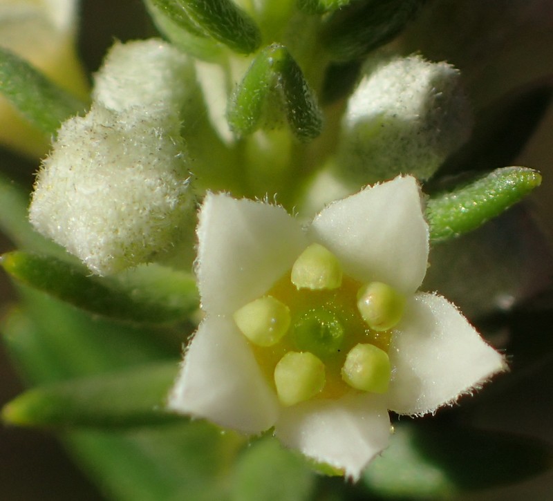 Phylica axillaris var. axillaris photo 2