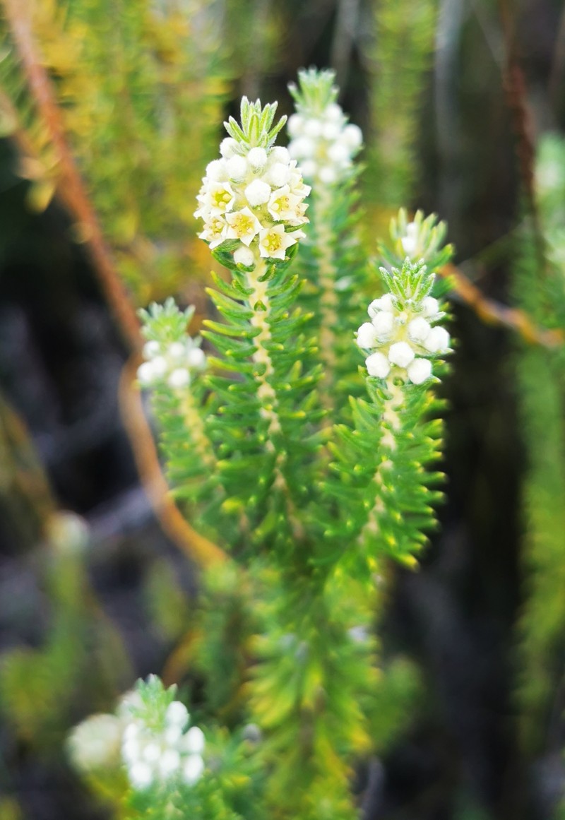 Phylica axillaris var. axillaris photo 3