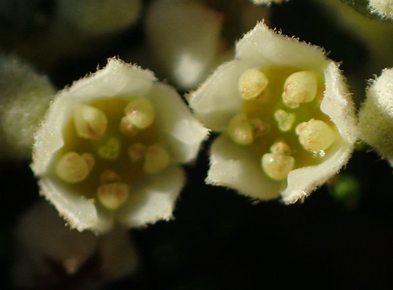 Phylica axillaris var. axillaris photo 4