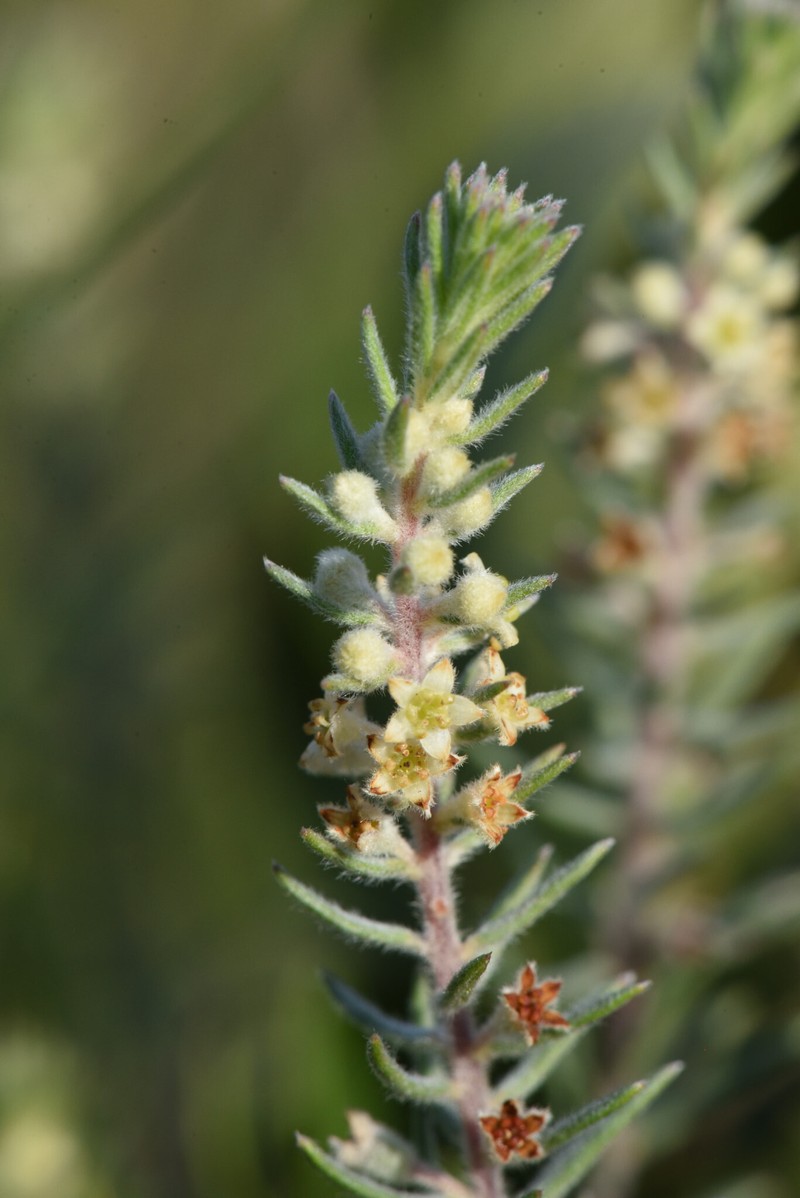 Phylica axillaris var. hirsuta