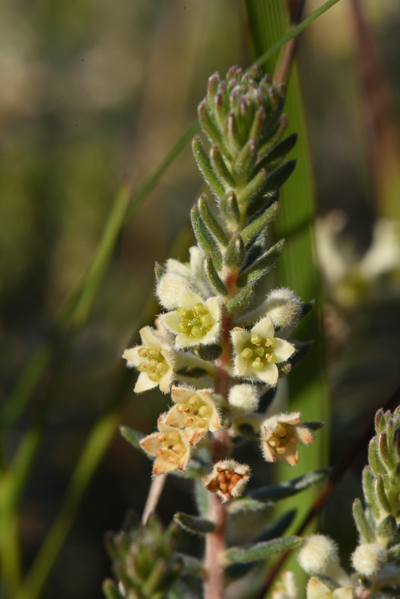 Phylica axillaris var. hirsuta photo 2