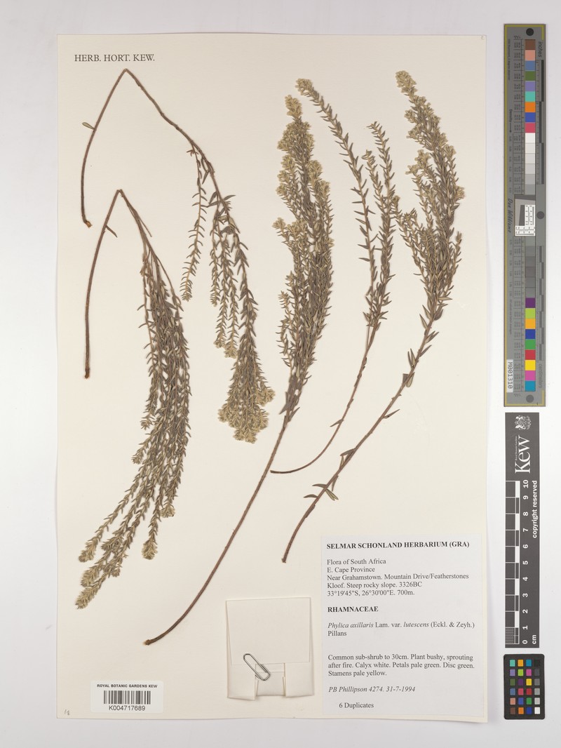 Phylica axillaris var. lutescens