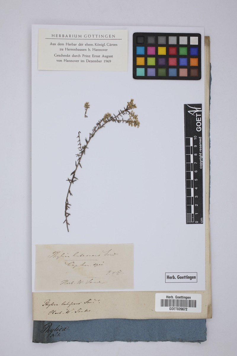 Phylica axillaris var. lutescens photo 2