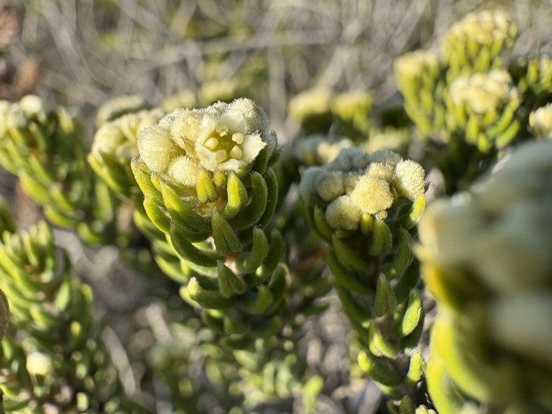 Phylica axillaris var. maritima