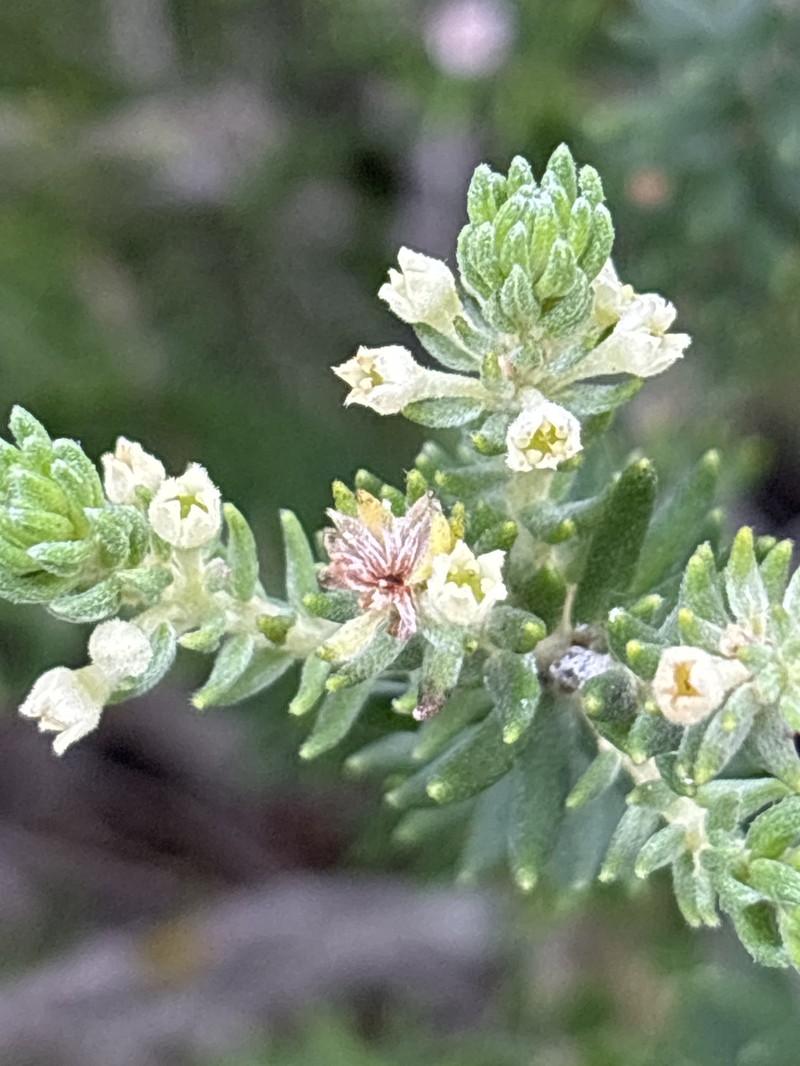 Phylica axillaris var. maritima photo 2