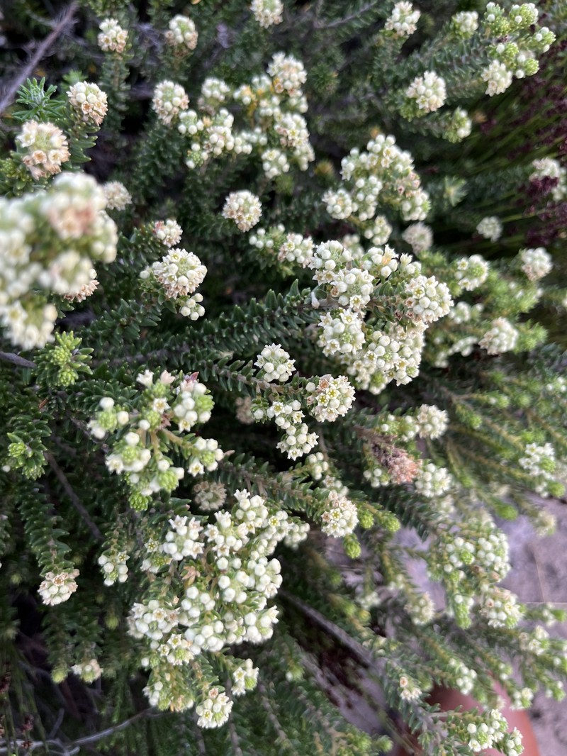 Phylica axillaris var. maritima photo 3