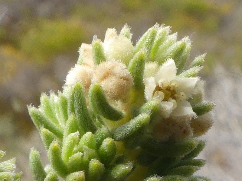 Phylica axillaris var. maritima photo 4