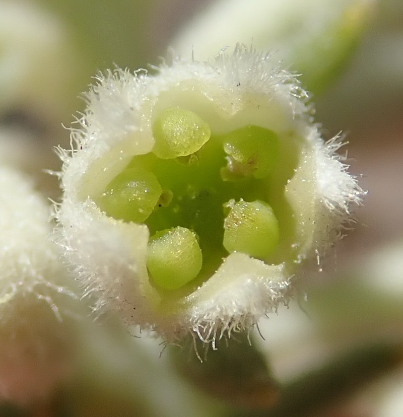 Phylica axillaris var. pulchra