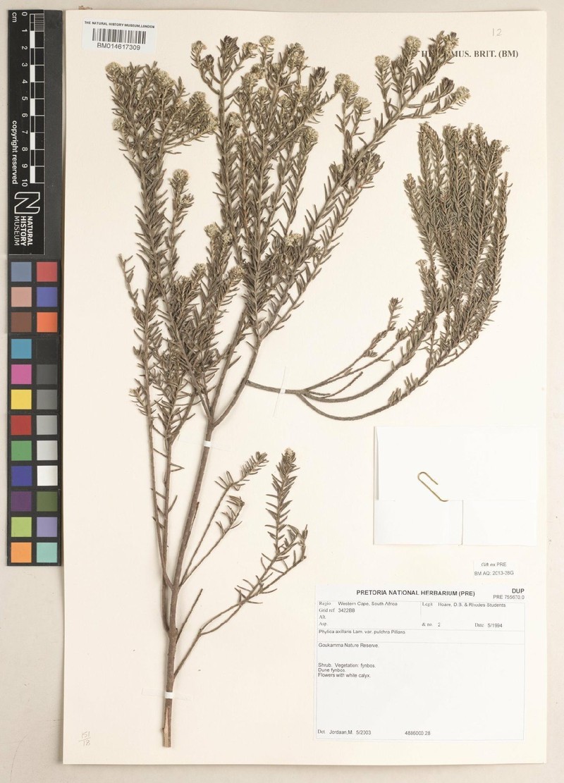 Phylica axillaris var. pulchra photo 2