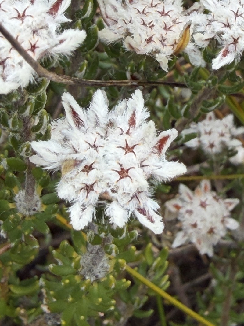 Phylica constricta var. constricta
