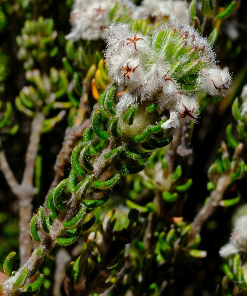 Phylica constricta var. constricta photo 2