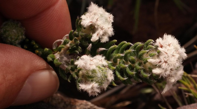 Phylica constricta var. constricta photo 3