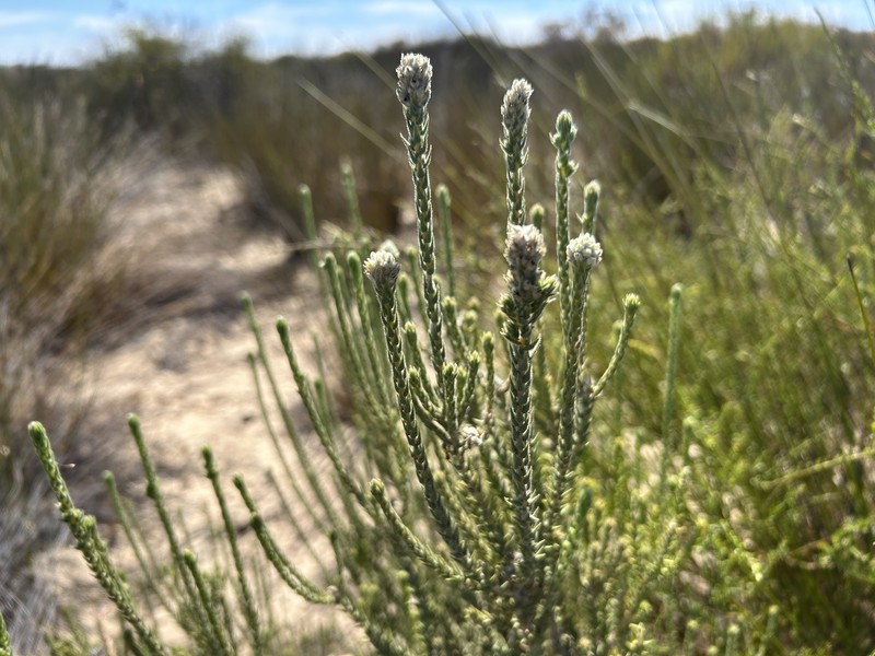 Phylica cuspidata var. cuspidata